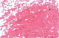 JAXON® | Oil Pastels — individual, Crimson