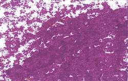 JAXON® | Oil Pastels — individual, Carmine