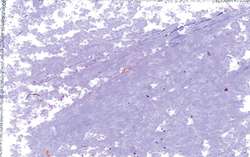 JAXON® | Oil Pastels — individual, Grey rose