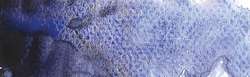 deep sea violet