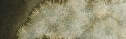 forest grey