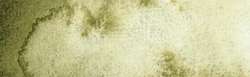 forest olive