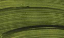 Schmincke | HORADAM® Naturals Finest Watercolours — 15 ml tubes, 15 ml, Dyer's green