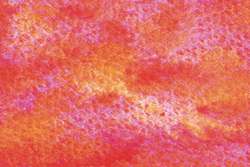 Bourke's parrot pink