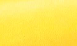 daffodil yellow