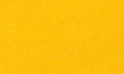 daffodil yellow